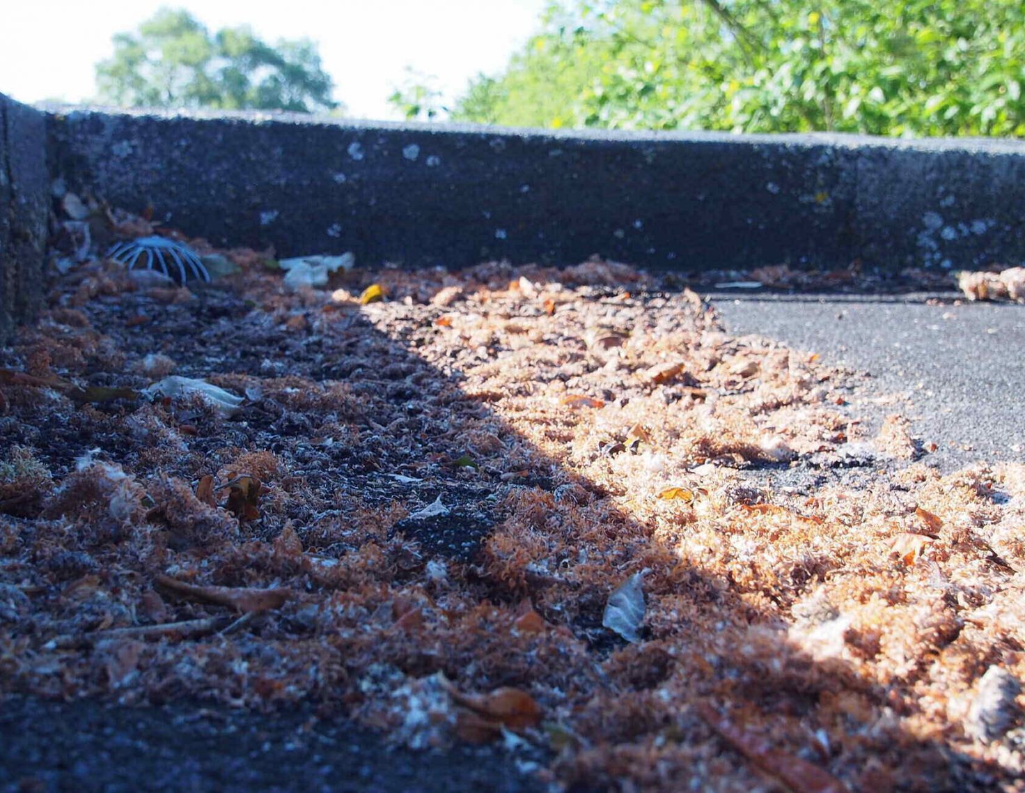 Mousse et detritus sur toiture