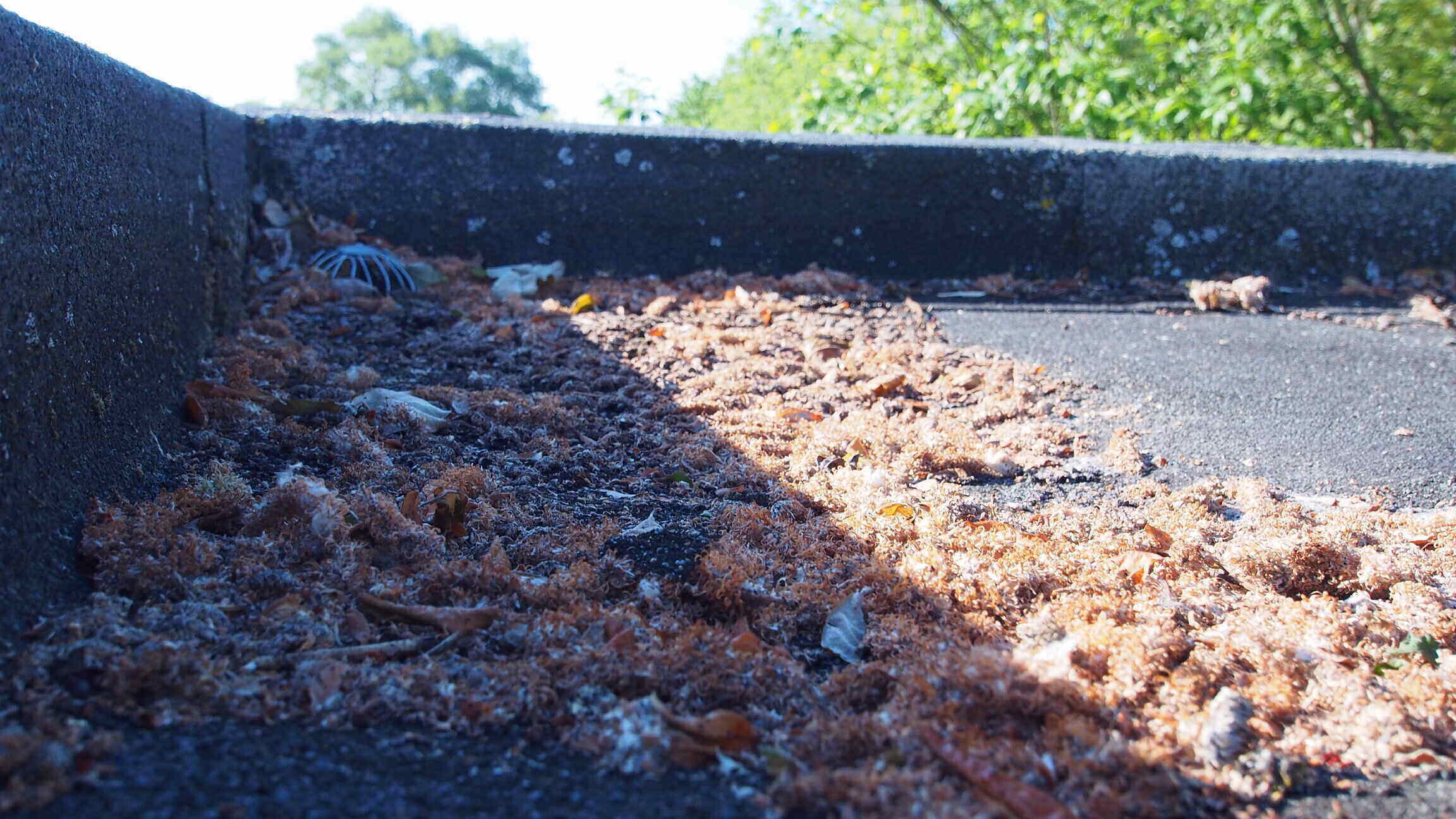 Mousse et detritus sur toiture